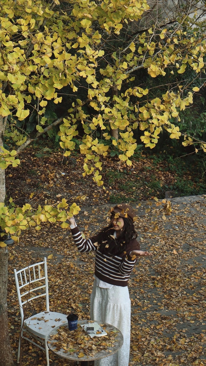 Mùa ngân hạnh ở Sa Pa chào đón du khách