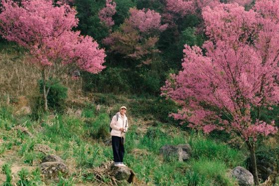 Mùa hoa tớ dày Mù Cang Chải hồng rực núi rừng Tây Bắc