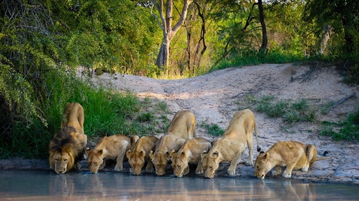 Thế giới động vật hoang dã ở safari Nam Phi - Ảnh: Bookmundi