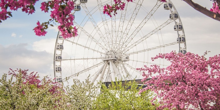 Mùa xuân ở Montreal mang vẻ đẹp tươi mới, vạn vật khoe sắc - Ảnh: Elle Canada