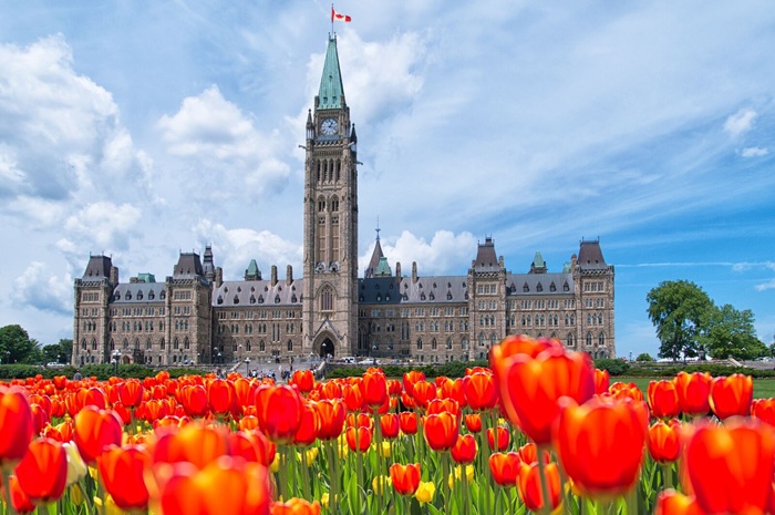 Hòa mình vào khung cảnh rực rỡ của các bông hoa tulip của lễ hội ở Canada - Ảnh: Vietravel