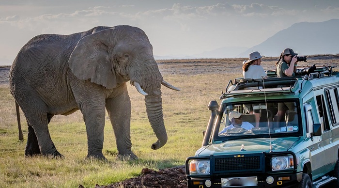 Game Drives là hành trình trải nghiệm safari, ngắm nhìn động vật hoang dã từ xe chuyên dụng - Ảnh: Renai Safaris