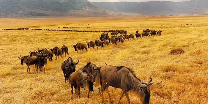 Ghé thăm khu bảo tồn quốc gia Maasai Mara - Ảnh: Migola Travel