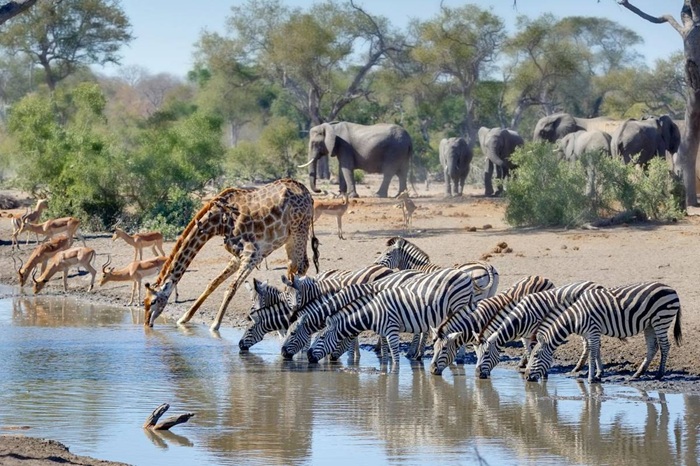 Động vật hoang dã ở vườn quốc gia Kruger - Ảnh: Naturetrek